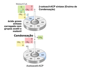 β-cetoacil-ACP sintase (Enzima de
                            Condensação)




   ácido graxo
       sintase
carregada com
grupos acetil e
       malonil

        Condensação




                  Acetoacetil-ACP
 