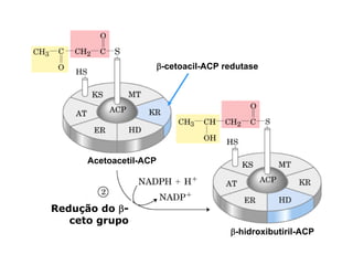 β-cetoacil-ACP redutase




      Acetoacetil-ACP




Redução do β-
   ceto grupo
                                        β-hidroxibutiril-ACP
 