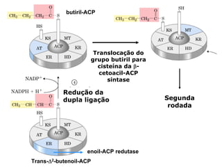 butiril-ACP




                      Translocação do
                     grupo butiril para
                       cisteína da β-
                        cetoacil-ACP
                           sintase

           Redução da
           dupla ligação                  Segunda
                                           rodada




                   enoil-ACP redutase
Trans-Δ2-butenoil-ACP
 