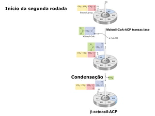 Início da segunda rodada



                                         Malonil-CoA-ACP transacilase




                           Condensação




                                 β-cetoacil-ACP
 