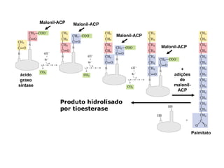Malonil-ACP   Malonil-ACP

                                      Malonil-ACP

                                                    Malonil-ACP




                                                            +
 ácido                                                   adições
 graxo                                                     de
sintase                                                  malonil-
                                                          ACP

                  Produto hidrolisado
                  por tioesterase



                                                                    Palmitato
 