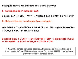 Estequiometria da síntese de ácidos graxos:

1- formação de 7 malonil-CoA

7 acetil-CoA + 7CO2 + 7ATP → 7malonil-CoA + 7ADP + 7Pi + 14H+

2- Sete ciclos de condensação e redução

acetil-CoA + 7malonil-CoA + 14 NADPH + 20H+ → palmitato (C16)
+ 7CO2+ 8 CoA+ 14 NADP++ 6H2O



8 acetil-CoA + 7 ATP + 14 NADPH + 6H+ → palmitato (C16)
+ 14 NADP+ + 8CoA + 6H2O + 7ADP + 7Pi


    1 NADPH é gerado para cada acetil CoA transferida da mitocôndria para o
 citossol, portanto 8 NADPH vem desta etapa. Os demais 6 NADPH para síntese
                        provém da via das pentose-fosfato.
 