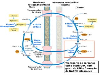 Membrana           Membrana mitocondrial
                 mitocondrial interna         externa
                                                          Citossol
                 Transportador
                     de citrato




      Piruvato        Citrato                     Citrato
desidrogenase         sintase                       liase




                                                       Malato
                                                desidrogenase
                        Malato
                        desidro-
                        genase


                                                    Enzima
                       Transpor-                     málica
                        tador de
                          malato


                                                  Transporte de carbonos
                 Transportador
                                                  como acetil-CoA, com
                    de piruvato                   gasto de ATP e formação
                                                  de NADPH citossólico
 