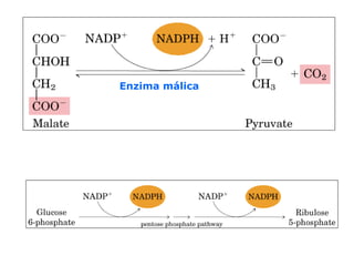 Enzima málica
 