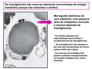 Os triacilgliceróis são reservas altamente concentradas de energia
metabólica porque são reduzidos e anidros.


                                       Micrografia eletrônica de
                                       uma adipócito: uma pequena
                                       faixa de citoplasma circunda
                                       o enorme depósito de
                                       triacilgliceróis.

                                       • As células adiposas são
                                       especializadas para síntese e
                                       armazenamento de triacilgliceróis.
                                       • Os triacilgliceróis são apolares e
                                       por isto são armazenados em forma
                                       quase anidra (sem água).
                                       • As reservas de triacilgliceróis
                                       podem sustentar energeticamente
                                       as funções biológicas por várias
                                       semanas.
 