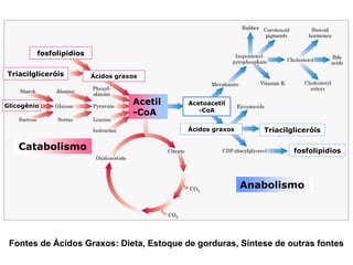 fosfolipídios


Triacilgliceróis         Ácidos graxos




Glicogênio
                                    Acetil   Acetoacetil
                                                -CoA
                                    -CoA
                                             Ácidos graxos      Triacilgliceróis

    Catabolismo                                                         fosfolipídios




                                                             Anabolismo




 Fontes de Ácidos Graxos: Dieta, Estoque de gorduras, Síntese de outras fontes
 