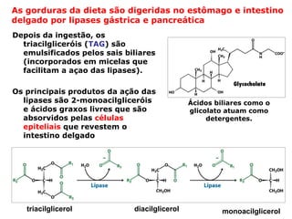 As gorduras da dieta são digeridas no estômago e intestino
delgado por lipases gástrica e pancreática
Depois da ingestão, os
  triacilgliceróis (TAG) são
  emulsificados pelos sais biliares
  (incorporados em micelas que
  facilitam a açao das lipases).

Os principais produtos da ação das
  lipases são 2-monoacilgliceróis             Ácidos biliares como o
  e ácidos graxos livres que são              glicolato atuam como
  absorvidos pelas células                         detergentes.
  epiteliais que revestem o
  intestino delgado




   triacilglicerol           diacilglicerol            monoacilglicerol
 