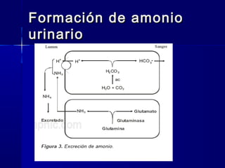 Formación de amonio
urinario
 