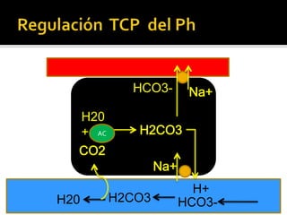 H+
HCO3-H2CO3H20
H20
+
ATP
HCO3-
AC
 
