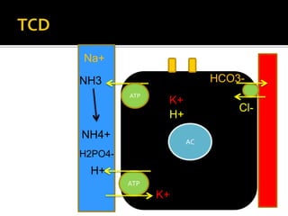 Disminución del pH arterial por debajo de 7.35
debido a condiciones metabólicas
1. Perdida de bases (HCO3 –): Acidosis tub...