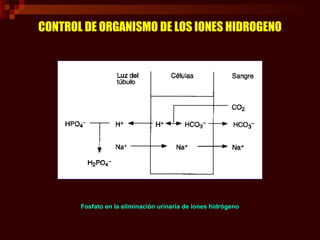 CONTROL DE ORGANISMO DE LOS IONES HIDROGENO
Función que desempeña el amoniaco en la eliminación del Ion hidrógeno
 