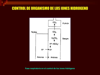 CONTROL DE ORGANISMO DE LOS IONES HIDROGENO
Mecanismo de excreción de los iones hidrógeno
 