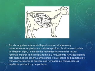 Acidosis ruminal | PPTX