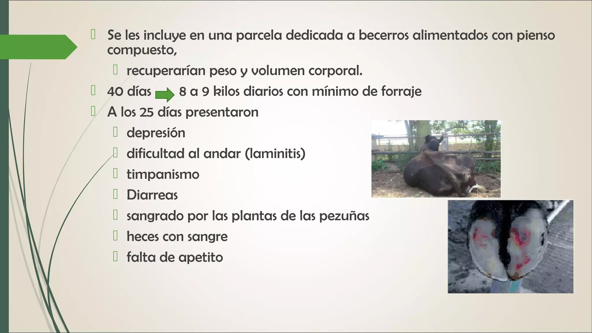 Acidosis ruminal | PPT
