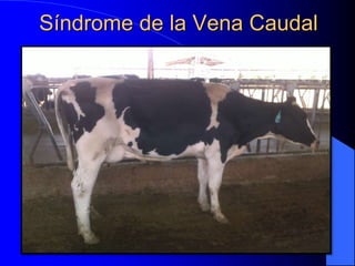 Síndrome de la Vena Caudal
 