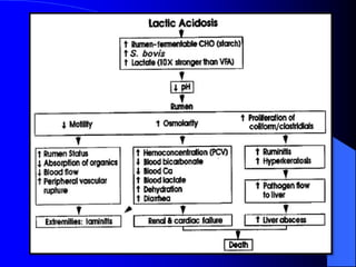 Acidosis ruminal | PPTX