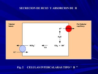 70
SECRECION DE HCO3 Y ABSORCION DE H
Fig. 2 CELULAS INTERCALARAS TIPO “ B ”
 