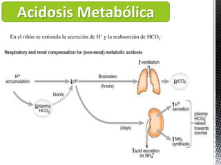 Acidosis Metabólica
En el riñón se estimula la secreción de H+ y la reabsorción de HCO3
-
 