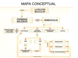 MAPA CONCEPTUAL 