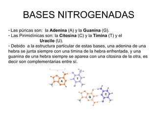 BASES NITROGENADAS Las púricas son:  la  Adenina  (A) y la  Guanina  (G).  Las Pirimidínicas son: la  Citosina  (C) y la  Timina  (T) y el  Uracilo  (U).  Debido  a la estructura particular de estas bases, una adenina de una hebra se junta siempre con una timina de la hebra enfrentada, y una guanina de una hebra siempre se aparea con una citosina de la otra, es decir son complementarias entre sí. 