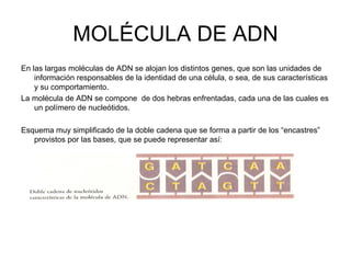 MOLÉCULA DE ADN En las largas moléculas de ADN se alojan los distintos genes, que son las unidades de información responsables de la identidad de una célula, o sea, de sus características y su comportamiento. La molécula de ADN se compone  de dos hebras enfrentadas, cada una de las cuales es un polímero de nucleótidos.  Esquema muy simplificado de la doble cadena que se forma a partir de los “encastres” provistos por las bases, que se puede representar así: 