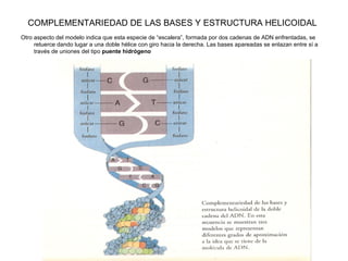COMPLEMENTARIEDAD DE LAS BASES Y ESTRUCTURA HELICOIDAL   Otro aspecto del modelo indica que esta especie de “escalera”, formada por dos cadenas de ADN enfrentadas, se retuerce dando lugar a una doble hélice con giro hacia la derecha. Las bases apareadas se enlazan entre sí a través de uniones del tipo  puente hidrógeno 