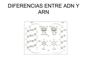 DIFERENCIAS ENTRE ADN Y ARN 