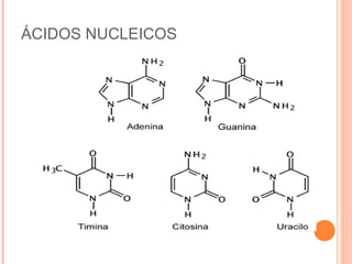 ÁCIDOS NUCLEICOS 