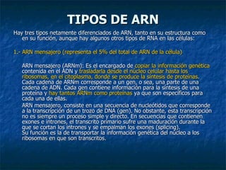 TIPOS DE ARN
TIPOS DE ARN
Hay tres tipos netamente diferenciados de ARN, tanto en su estructura como
Hay tres tipos netamente diferenciados de ARN, tanto en su estructura como
en su función, aunque hay algunos otros tipos de RNA en las células:
en su función, aunque hay algunos otros tipos de RNA en las células:
1.- ARN mensajero (representa el 5% del total de ARN de la célula)
1.- ARN mensajero (representa el 5% del total de ARN de la célula)
ARN mensajero (ARNm): Es el encargado de
ARN mensajero (ARNm): Es el encargado de copiar la información genética
copiar la información genética
contenida en el ADN y
contenida en el ADN y trasladarla desde el núcleo celular hasta los
trasladarla desde el núcleo celular hasta los
ribosomas, en el citoplasma, donde se produce la síntesis de proteínas
ribosomas, en el citoplasma, donde se produce la síntesis de proteínas.
.
Cada cadena de ARNm corresponde a un gen, o sea, una parte de una
Cada cadena de ARNm corresponde a un gen, o sea, una parte de una
cadena de ADN. Cada gen contiene información para la síntesis de una
cadena de ADN. Cada gen contiene información para la síntesis de una
proteína y
proteína y hay tantos ARNm como proteínas
hay tantos ARNm como proteínas ya que son específicos para
ya que son específicos para
cada una de ellas.
cada una de ellas.
ARN mensajero, consiste en una secuencia de nucleótidos que corresponde
ARN mensajero, consiste en una secuencia de nucleótidos que corresponde
a la transcripción de un trozo de DNA (gen). No obstante, esta transcripción
a la transcripción de un trozo de DNA (gen). No obstante, esta transcripción
no es siempre un proceso simple y directo. En secuencias que contienen
no es siempre un proceso simple y directo. En secuencias que contienen
exones e intrones, el transcrito primario sufre una maduración durante la
exones e intrones, el transcrito primario sufre una maduración durante la
que se cortan los intrones y se empalman los exones (splicing).
que se cortan los intrones y se empalman los exones (splicing).
Su función es la de transportar la información genética del núcleo a los
Su función es la de transportar la información genética del núcleo a los
ribosomas en que son transcritos.
ribosomas en que son transcritos.
 