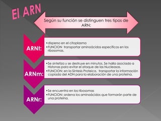 ARNt:
•disperso en el citoplasma
•FUNCION transportar aminoácidos específicos en los
ribosomas.
ARNm:
•Se sintetiza y se destruye en minutos. Se halla asociado a
Histonas para evitar el ataque de las Nucleasas.
•FUNCION: en la Síntesis Proteica, transportar la información
copiada del ADN para la elaboración de una proteína.
ARNr:
•Se encuentra en los ribosomas
•FUNCION: ordena los aminoácidos que formarán parte de
una proteína.
Según su función se distinguen tres tipos de
ARN:
 