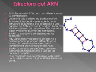  Es similar a la del ADN pero con diferencias en
su composición.
 Lleva una sola cadena de polinucleotido.
 En varios tipos de ARN se encuentra una
estructura secundaria que se parece a una
cadena de ADN y es que la cadena lineal del
ARN toma forma de horquilla uniéndose a las
bases mediante puentes de hidrógeno.
 El ARN se encuentra en la pared de los
ribosomas.
 Hay varios tipos y cada uno de ellos va a
desempeñar una función diferente en la
síntesis de proteínas y también en la
transferencia de información del ADN.
 El ARN se sintetiza en el núcleo, como un
filamento complementario a una de las
cadenas del ADN.
 En el momento que se sintetiza el ARN existe
dentro del núcleo un híbrido ADN-ARN de vida
corta.
 