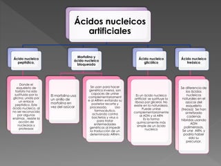 Ácidos nucleicos
artificiales
Ácido nucleico
peptídico,
Donde el
esqueleto de
fosfato ha sido
sustituido por la
glicina, unida por
un enlace
peptídico. Este
ácido nucleico, al
no ser reconocido
por algunas
enzimas , resiste la
acción de
nucleasas y
proteasas
Morfolino y
ácido nucleico
bloqueado
El morfolino usa
un anillo de
morfolina en
vez del azúcar.
Se usan para hacer
genética inversa, son
capaces de unirse
complementariament
e al ARNm evitando su
posterior recorte y
procesado. Uso
farmacéutico,
actuando contra
bacterias y virus o
para tratar
enfermedades
genéticas al impedir
la traducción de un
determinado ARNm.
Ácido nucleico
glicólico
Es un ácido nucleico
artificial se sustituye la
ribosa por glicerol. No
existe en la naturaleza.
Puede unirse
complementariamente
al ADN y al ARN
Es la forma
químicamente más
simple de un ácido
nucleico
Ácido nucleico
treósico
Se diferencia de
los ácidos
nucleicos
naturales en el
azúcar del
esqueleto
(treosa) Se han
sintetizado
cadenas
híbridas usando
ADN
polimerasas.
Se une ARN, y
podría haber
sido su
precursor.
 