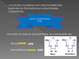  Los ácidos nucleicos son macromoléculas
poliméricas formadas por subunidades
nucleótidos.
ESTAN CONSTITUIDOS
POR:
Una azúcar que es una pentosa, la cual puede ser:
ribosa
desoxirribosa ADN
ARN
 
