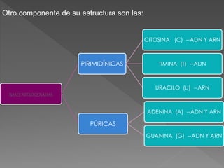 BASES NITROGENADAS
PIRIMIDÍNICAS
CITOSINA (C) --ADN Y ARN
TIMINA (T) --ADN
URACILO (U) --ARN
PÚRICAS
ADENINA (A) --ADN Y ARN
GUANINA (G) --ADN Y ARN
Otro componente de su estructura son las:
 
