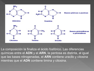 La composición la finaliza el ácido fosfórico. Las diferencias
químicas entre el ADN y el ARN, la pentosa es distinta, al igual
que las bases nitrogenadas, el ARN contiene uracilo y citosina
mientras que el ADN contiene timina y citosina.
 