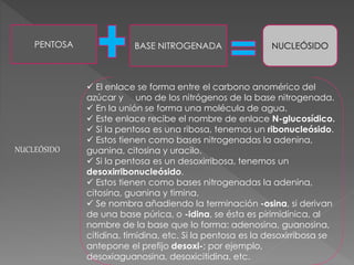 PENTOSA BASE NITROGENADA NUCLEÓSIDO
 El enlace se forma entre el carbono anomérico del
azúcar y uno de los nitrógenos de la base nitrogenada.
 En la unión se forma una molécula de agua.
 Este enlace recibe el nombre de enlace N-glucosídico.
 Si la pentosa es una ribosa, tenemos un ribonucleósido.
 Estos tienen como bases nitrogenadas la adenina,
guanina, citosina y uracilo.
 Si la pentosa es un desoxirribosa, tenemos un
desoxirribonucleósido.
 Estos tienen como bases nitrogenadas la adenina,
citosina, guanina y timina.
 Se nombra añadiendo la terminación -osina, si derivan
de una base púrica, o -idina, se ésta es pirimidínica, al
nombre de la base que lo forma: adenosina, guanosina,
citidina, timidina, etc. Si la pentosa es la desoxirribosa se
antepone el prefijo desoxi-; por ejemplo,
desoxiaguanosina, desoxicitidina, etc.
NUCLEÓSIDO
 