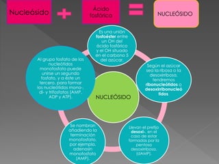 NUCLEÓSIDO
Es una unión
fosfoéster entre
un OH del
ácido fosfórico
y el OH situado
en el carbono 5
del azúcar.
Según el azúcar
sea la ribosa o la
desoxirribosa,
tendremos
ribonucleótidos o
desoxirribonucleó
tidos.
Llevan el prefijo
desoxi-, en el
caso de estar
formadas por la
pentosa
desoxirribosa.
(dAMP).
Se nombran
añadiendo la
terminación
monofosfato,
por ejemplo,
adenosin
monofosfato
(AMP).
Al grupo fosfato de los
nucleótidos
monofosfato puede
unirse un segundo
fosfato, y a éste un
tercero, para formar
los nucleótidos mono-,
di- y trifosfatos (AMP,
ADP y ATP).
Nucleósido
Ácido
fosfórico NUCLEÓSIDO
 