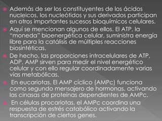  Además de ser los constituyentes de los ácidos
nucleicos, los nucleótidos y sus derivados participan
en otros importantes sucesos bioquímicos celulares.
 Aquí se mencionan algunos de ellos. El ATP, la
“moneda” bioenergética celular, suministra energía
libre para la catálisis de múltiples reacciones
biosintéticas.
 De hecho, las proporciones intracelulares de ATP,
ADP, AMP sirven para medir el nivel energético
celular y con ello regular coordinadamente varias
vías metabólicas.
 En eucariotas. El AMP cíclico (AMPc) funciona
como segundo mensajero de hormonas, activando
las cinasas de proteínas dependientes de AMPc.
 En células procariotas, el AMPc coordina una
respuesta de estrés catabólico activando la
transcripción de ciertos genes.
 