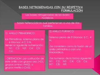Las bases nitrogenadas de los ácido
nucleicos
bases heterocíclicas que pertenecen a una de dos
familias:
1) ANILLO PIRIMIDINICO:
las Pirimidinas: sistema plano de
6 átomos: 4 C, 2 N.
tienen la siguiente numeración:
N1: C2: N3: C4: C5:
C6:
2) ANILLO PURINICO
Sistema plano de 9 átomos: 5 C, 4
N,
-Se considera como la fusión de un
anillo pirimidínico con uno
imidazólico.
-Se numeran de la forma siguiente:
N1: C2: N3: C4: C5: C6:
N7: C8: N9:
- OBTENCION: por sustitución de
este anillo con grupos oxo (=O),
grupos amino (-NH2) o
grupos metilo (-CH3).
 