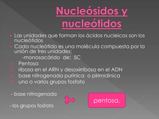  Las unidades que forman los ácidos nucleicos son los
nucleótidos
 Cada nucleótido es una molécula compuesta por la
unión de tres unidades:
-monosacárido de: 5C
1) Pentosa
2) ribosa en el ARN y desoxirribosa en el ADN
3) base nitrogenada purínica o pirimidínica
4) uno o varios grupos fosfato
- base nitrogenada
- los grupos fosfato
pentosa.
 
