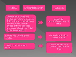PENTOSA BASE NITROGENADA nucleósido
Cuando lleva unido una
unidad de fosfato al carbono
5' de la ribosa o desoxirribosa
y dicho fosfato sirve de
enlace entre nucleótidos,
uniéndose al carbono 3' del
siguiente nucleótido
nucleótido-
monofosfato (como el
AMP)
cuando hay un solo grupo
fosfato,
nucleótido-difosfato
(como el ADP)
cuando hay dos grupos
fosfato,
nucleótido-trifosfato
(como el ATP) si lleva
tres.
 
