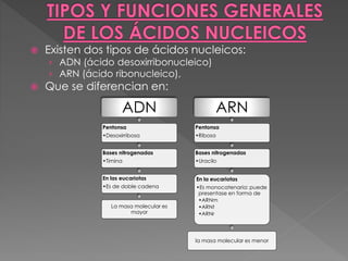  Existen dos tipos de ácidos nucleicos:
› ADN (ácido desoxirribonucleico)
› ARN (ácido ribonucleico),
 Que se diferencian en:
ADN
Pentonsa
•Desoxirribosa
Bases nitrogenadas
•Timina
En las eucariotas
•Es de doble cadena
La masa molecular es
mayor
ARN
Pentonsa
•Ribosa
Bases nitrogenadas
•Uracilo
En la eucariotas
•Es monocatenaria: puede
presentase en forma de
•ARNm
•ARNt
•ARNr
la masa molecular es menor
 