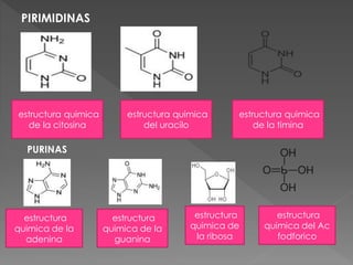 estructura
quimica de la
adenina
estructura
quimica del Ac
fodforico
estructura quimica
de la citosina
estructura
quimica de la
guanina
estructura quimica
de la timina
estructura
quimica de
la ribosa
estructura quimica
del uracilo
PIRIMIDINAS
PURINAS
 