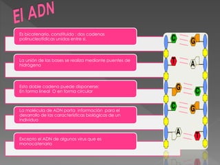 Es bicatenario, constituido : dos cadenas
polinucleotídicas unidas entre si.
La unión de las bases se realiza mediante puentes de
hidrógeno
Esta doble cadena puede disponerse:
En forma lineal O en forma circular
La molécula de ADN porta información para el
desarrollo de las características biológicas de un
individuo
Excepto el ADN de algunos virus que es
monocatenario
 
