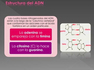 Las cuatro bases nitrogenadas del ADN
están a lo largo de la "columna vertebral"
que conforman los azúcares con el ácido
fosfórico en un orden particular.
La adenina se
empareja con la timina
La citosina (C) lo hace
con la guanina.
 