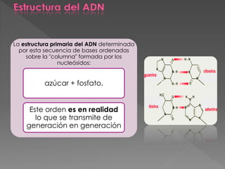 La estructura primaria del ADN determinada
por esta secuencia de bases ordenadas
sobre la "columna" formada por los
nucleósidos:
azúcar + fosfato.
Este orden es en realidad
lo que se transmite de
generación en generación
 