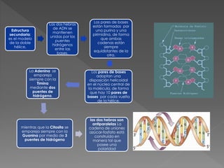 Estructura
secundaria:
es el modelo
de la doble
hélice,
Las dos hebras
de ADN se
mantienen
unidas por los
puentes
hidrógenos
entre las
bases.
Los pares de bases
están formados por
una purina y una
pirimidina, de forma
que ambas
cadenas están
siempre
equidistantes de la
otra.
Los pares de bases
adoptan una
disposición helicoidal
en el núcleo central de
la molécula, de forma
que hay 10 pares de
bases por cada vuelta
de la hélice.
La Adenina se
empareja
siempre con la
Timina
mediante dos
puentes de
hidrógeno,
mientras que la Citosita se
empareja siempre con la
Guanina por medio de 3
puentes de hidrógeno
las dos hebras son
antiparalelas La
cadena de uniones
azúcar-fosfato está
construída en
manera tal que
posee una
polaridad
 