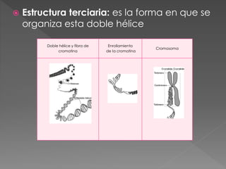 Estructura terciaria: es la forma en que se
organiza esta doble hélice
Doble hélice y fibra de
cromatina
Enrollamiento
de la cromatina
Cromosoma
 