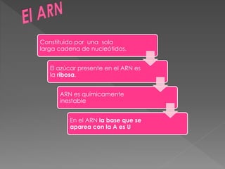 Constituido por una sola
larga cadena de nucleótidos.
El azúcar presente en el ARN es
la ribosa.
ARN es químicamente
inestable
En el ARN la base que se
aparea con la A es U
 