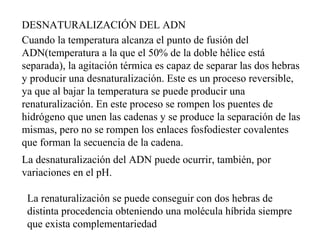 DESNATURALIZACIÓN DEL ADN
Cuando la temperatura alcanza el punto de fusión del
ADN(temperatura a la que el 50% de la doble hélice está
separada), la agitación térmica es capaz de separar las dos hebras
y producir una desnaturalización. Este es un proceso reversible,
ya que al bajar la temperatura se puede producir una
renaturalización. En este proceso se rompen los puentes de
hidrógeno que unen las cadenas y se produce la separación de las
mismas, pero no se rompen los enlaces fosfodiester covalentes
que forman la secuencia de la cadena.
La desnaturalización del ADN puede ocurrir, también, por
variaciones en el pH.
La renaturalización se puede conseguir con dos hebras de
distinta procedencia obteniendo una molécula híbrida siempre
que exista complementariedad
 